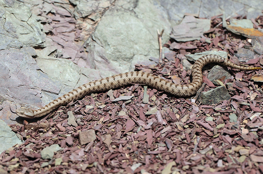 Vipera aspis